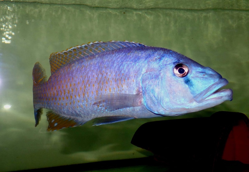 Tyrannochromis nigriventer